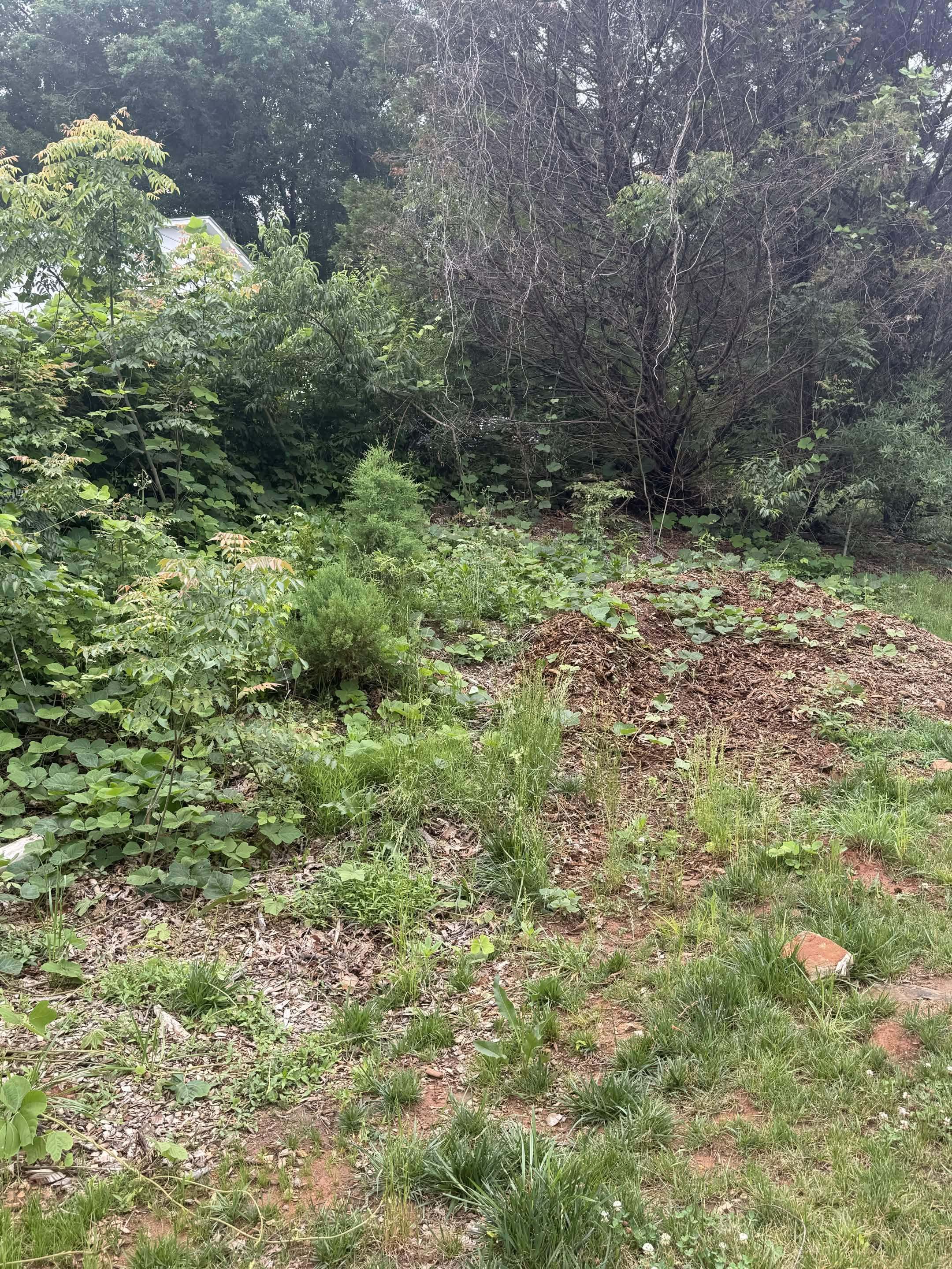 A steep bank buried under vines, weeds and scrub growth before any clearing work