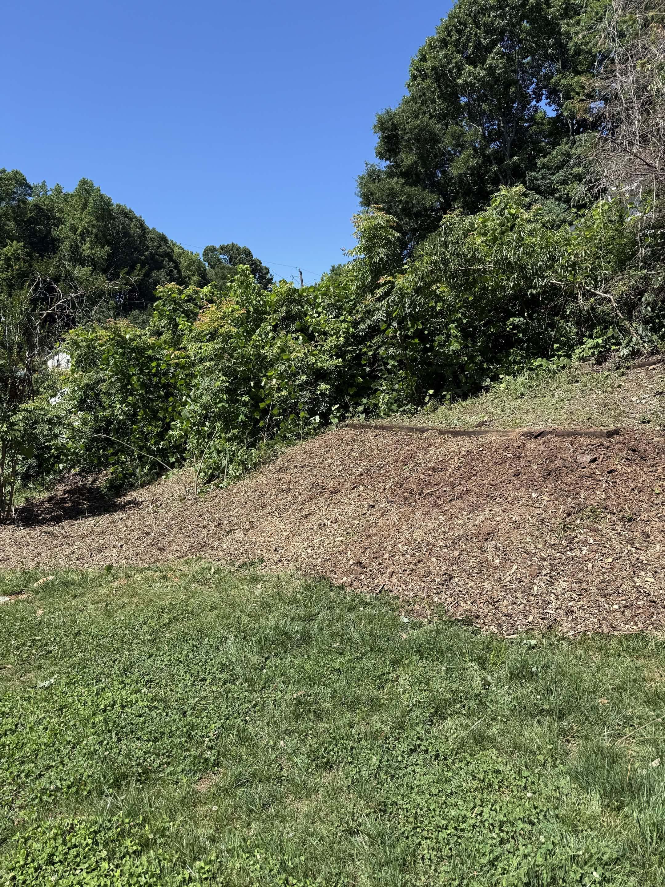 The same bank cleared of all brush and spread with fresh wood chips, mown lawn in the foreground