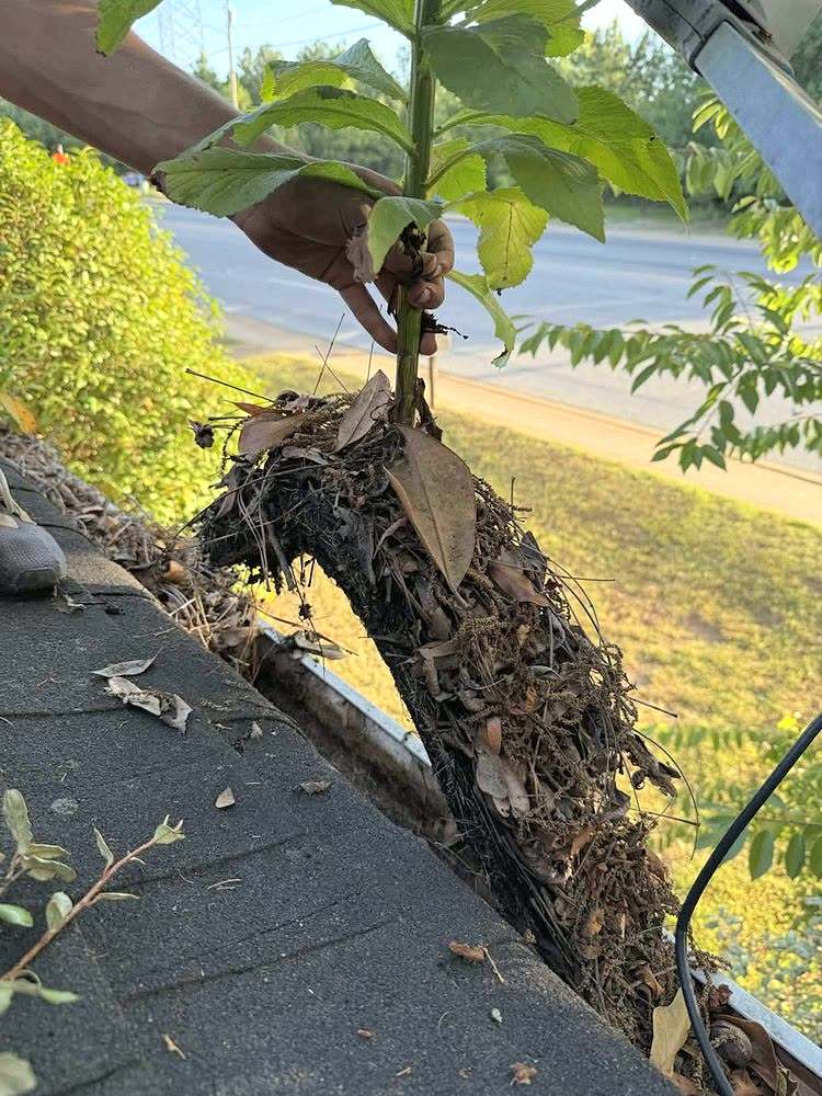 A gloved hand lifting a sapling and a packed mat of leaves out of a gutter