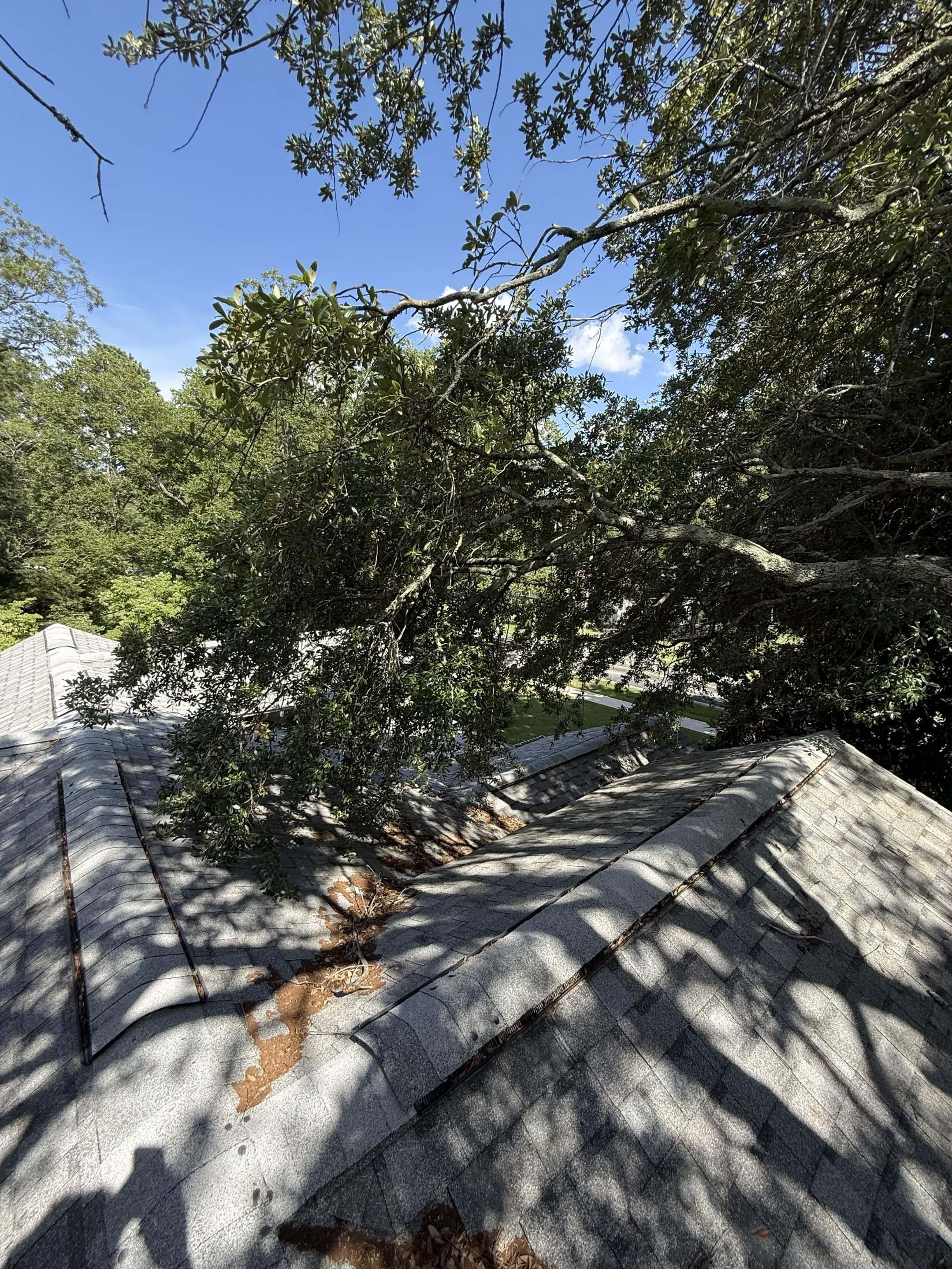 A large oak hanging low over a shingled roof, its valleys packed with fallen leaves and twigs